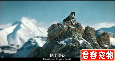 「多哥」:這只“二哈”救人的艱辛,洗刷了它“憨傻蠢萌”的恥辱