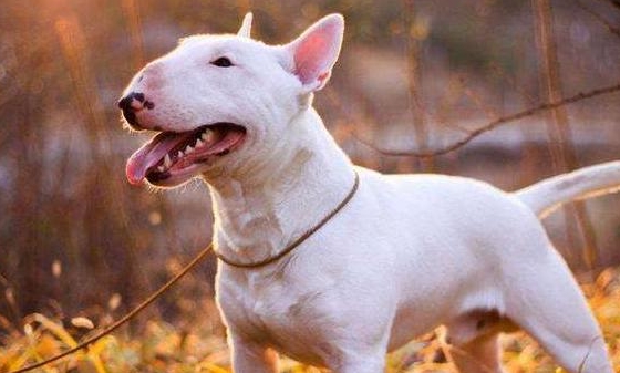 “戰斗能力”最強的幾類小型犬，非常容易咬人，有小孩子的不建議養！