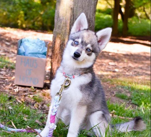 阿拉斯加克利凱犬：迷你版哈士奇，但論顏值這狗狗卻能比得過二哈