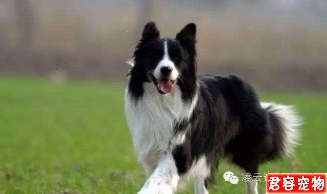 家有愛寵必須收藏！狗狗咳嗽診斷對照
