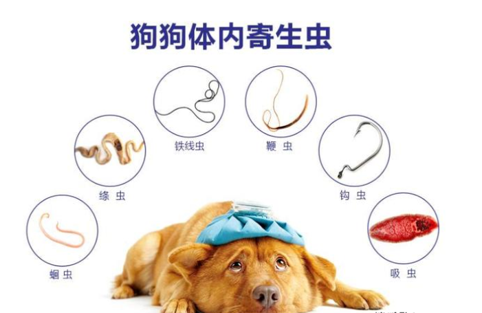 狗狗一直長不胖？你喂養方式有什么問題
