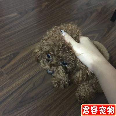 狗狗不樂意剪指甲？教你如何輕松給狗剪指甲（泰迪）
