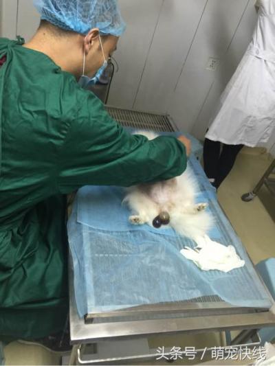 小博美第一次當媽就遭遇難產，剖腹產后身下多了一堆雪白的糯米糍
