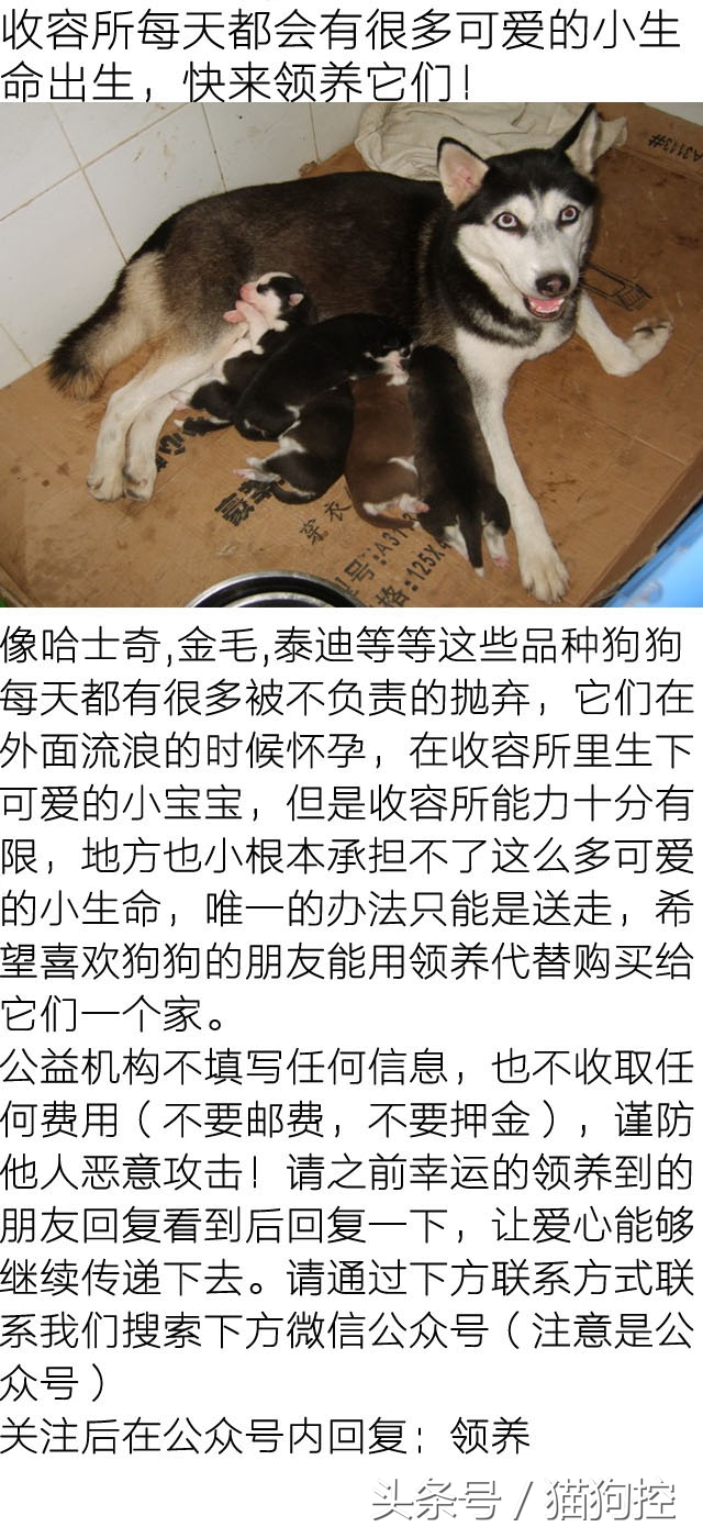 主人心大讓哈士奇獨自在家帶金毛，結果不僅越獄拆家房頂都掀了！