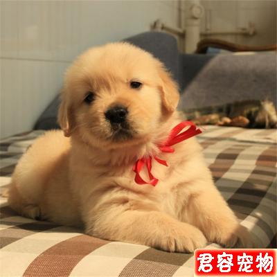 寵物幼犬的飼養管理與調教