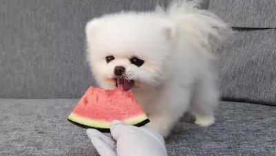 博美犬多少錢一只,你買貴了嗎?