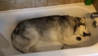 阿拉斯加犬在這5種情況下,不適合洗澡