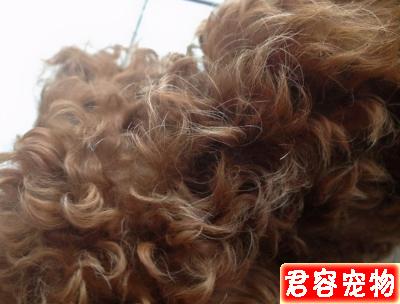 為什么泰迪犬會長白毛？6大原因分析