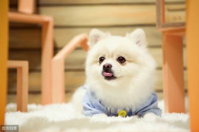 博美犬去淚痕的6個妙招,趕跑淚痕,簡單又實用