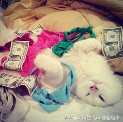 才發現寄養寵物會有如此大的風險，鏟屎官一定要謹慎！
