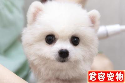二個月博美吃多少狗糧,這個沒有標準量,要看狗狗的體質