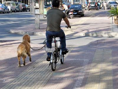 鏟屎官需學會三種正確遛狗方式，避免錯誤方法導致愛犬出現骨骼病