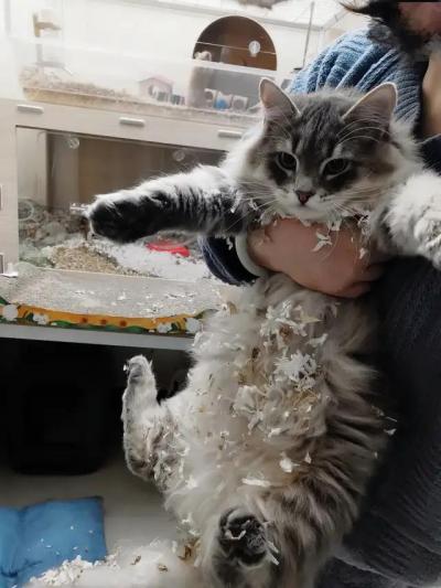 哈哈我笑到隔壁院子的哈士奇要和我拜把子