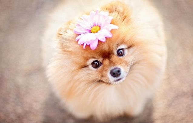純種“博美犬”都有的7大標志,我養的是串串,你家的呢?