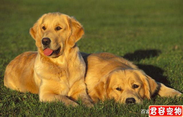 金毛成年犬一天應該喂多少狗糧呢?只有10%的人才知道