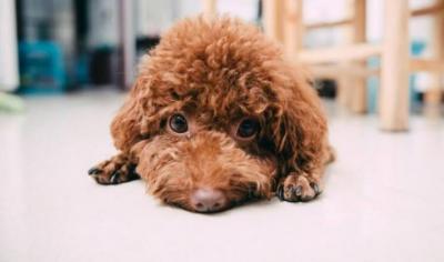 泰迪犬出現這6個特征,說明它很痛苦,趕緊“救救”它吧