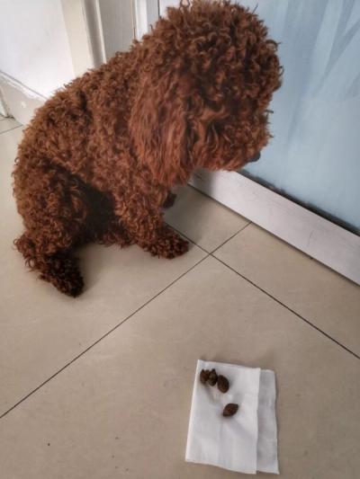 泰迪犬怎么訓練大小便?
