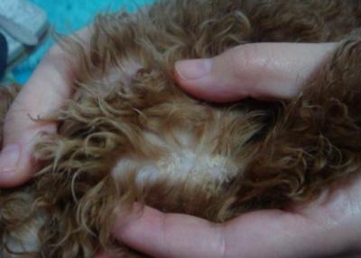 泰迪犬有這“6大表現”,趕緊驅蟲,刻不容緩