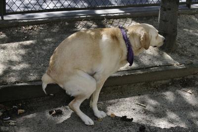 科學養拉布拉多犬的5個方法,請收好