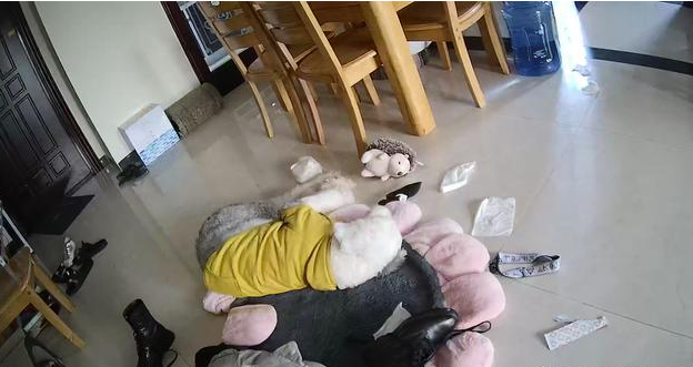 假如家里的狗狗出現下列4個病癥，趕快帶它出門溜達！