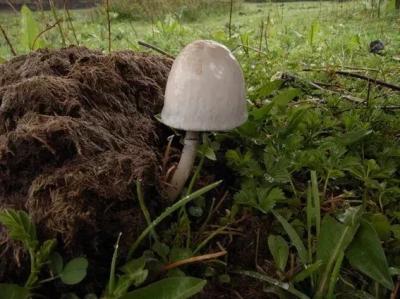 狗狗也中毒!?吃菌需謹慎,這份指南請速速查收→