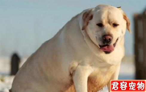 狗狗越胖越可愛?得糖尿病可就麻煩了