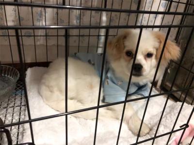 辟謠,米飯能代替狗糧成犬類主食?不能,狗狗消化淀粉存在缺陷