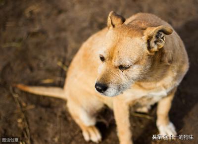 辟謠:犬瘟和細小是一回事?不,它和細小是兩碼事,癥狀也不一樣