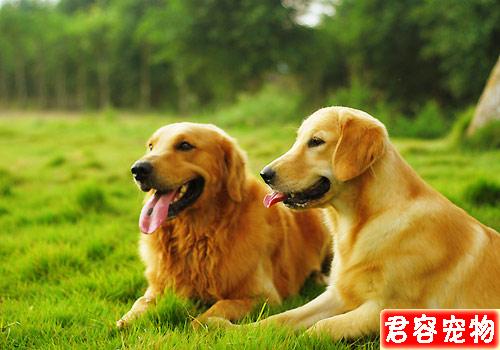 性格最好的五種中大型犬，有你心中所想嗎？