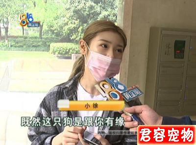 湖北女子花3380元網購博美，收到后一看氣炸了