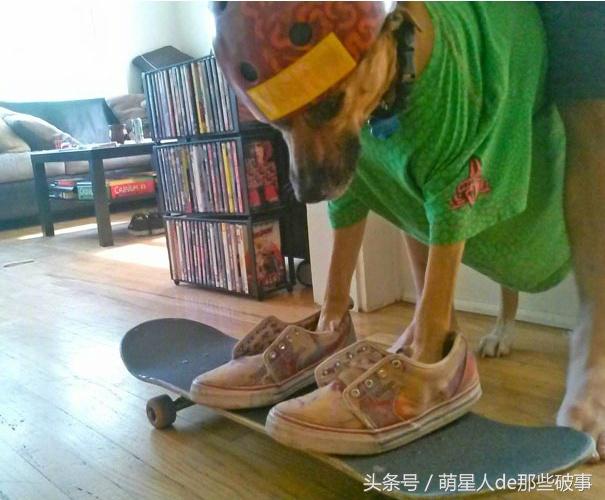 才發現寄養寵物會有如此大的風險，鏟屎官一定要謹慎！