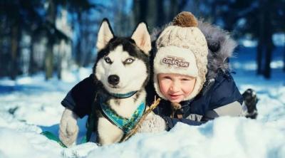 俄羅斯西伯利亞雪橇犬,哈士奇,喂養建議