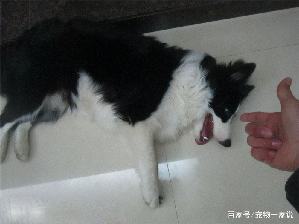 狗狗“裝死”訓練一覽