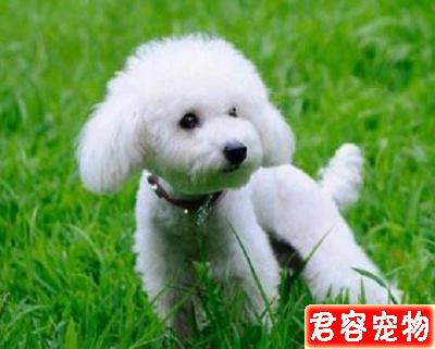 若要你家泰迪高雅漂亮,你要精心護理和修剪它的毛發