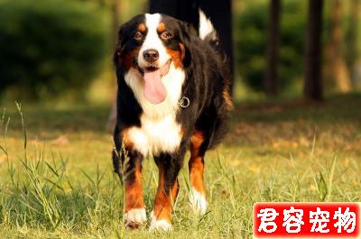 性格最好的五種中大型犬，有你心中所想嗎？