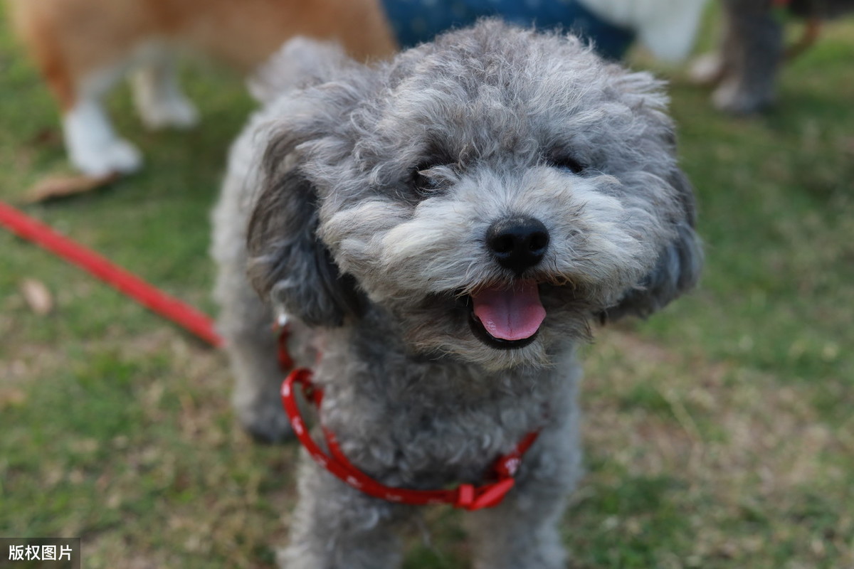 泰迪犬的這8大顏色,你最喜歡哪種?
