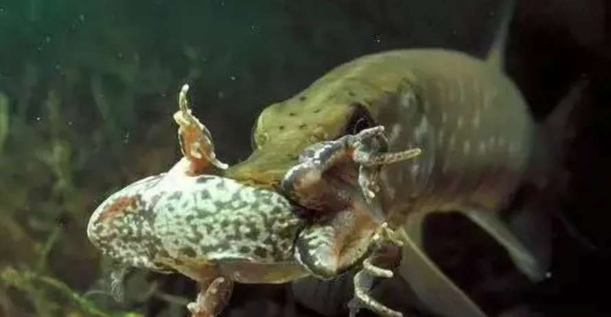 誰說我國沒有猛魚?壽命200歲、體重近百斤,食人魚根本不是對手