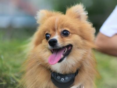 純種“博美犬”都有的7大標志,我養的是串串,你家的呢?