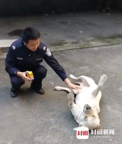 “蹭飯”拉布拉多回家啦 主人:狗子最愛吃火腿腸了