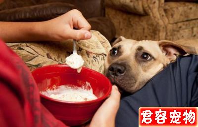 狗狗肚子咕嚕響還朝你拱背?不一定是向你討吃,或是急性腸胃炎