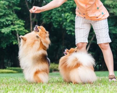 純種“博美犬”都有的7大標志,我養的是串串,你家的呢?