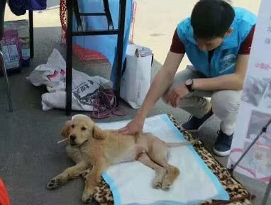 被主人家丟在馬路上等死小金毛，托著殘廢的兩腿找人辦事帶它回家了...