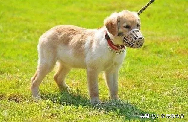 狗狗出門總是亂吃東西怎么辦?小編給你支幾招