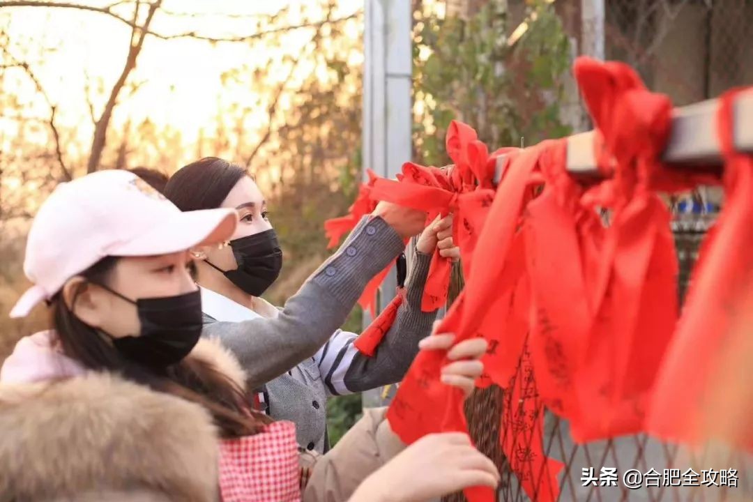 合肥有這樣一座山,是400多只流浪狗的天堂