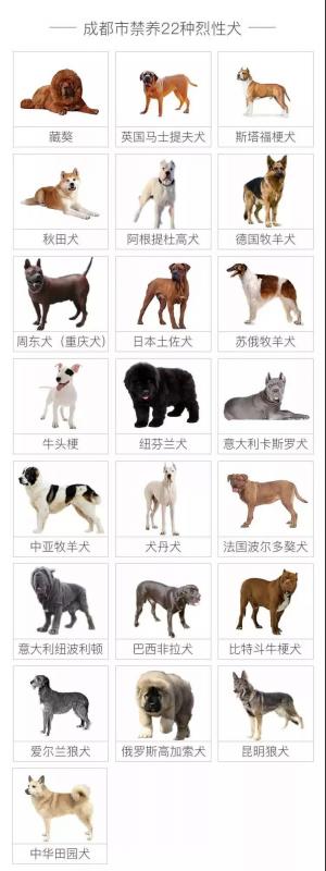 給狗狗辦狗證需要準備什么,有什么步驟?了解這些讓主人少走彎路