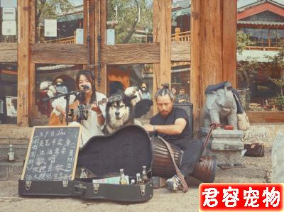 “全網最會唱歌的狗”，阿拉斯加犬麗江街頭賣唱為自己賺<a href=/shipin/gouliang/ target=_blank class=infotextkey><a href=/shipin/gouliang/ target=_blank class=infotextkey>狗糧</a></a>，有人專程趕來看它演出