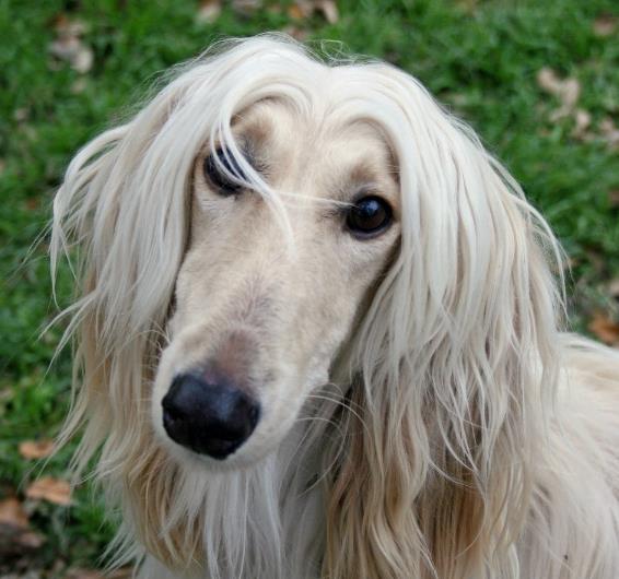 為何中國禁止市場銷售和飼養阿富汗犬？看了你要敢養么