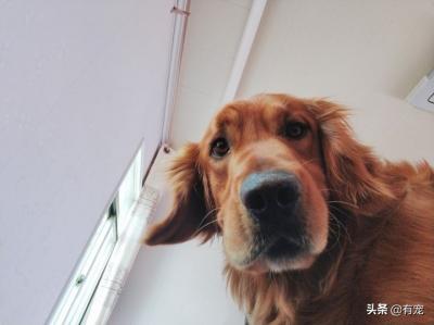 狗狗尿在地毯上怎么清除？尿尿干了，很臭