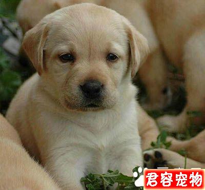拉布拉多犬吃什么 不可缺少的4大類食品
