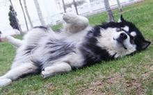 阿拉斯加犬在這5種情況下,不適合洗澡